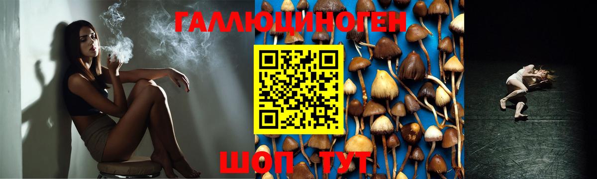 Галлюциногенные грибы Psilocybe Георгиевск